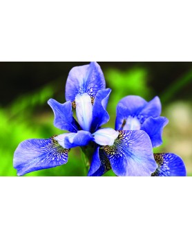 Fiori