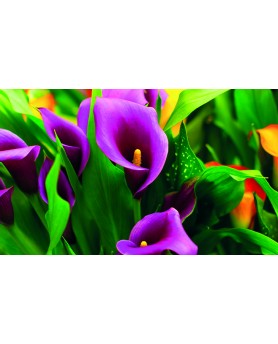 Fiori