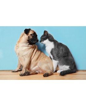 Cani & Gatti